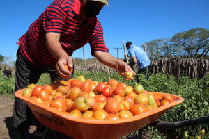 Desarrollo y agricultura sostenible en programas cooperacion en America Latina | Fundacion NPH